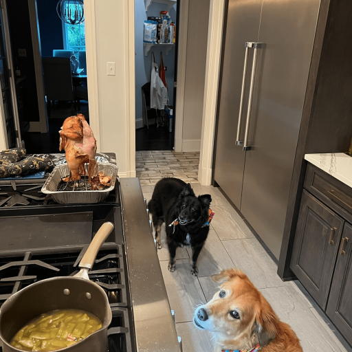 Dogs