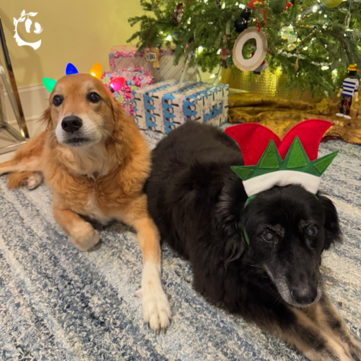 b304289a284b48bcb6ca8306079508ca_tagged